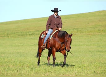 American Quarter Horse, Ruin, 12 Jaar, 160 cm, Roodbruin