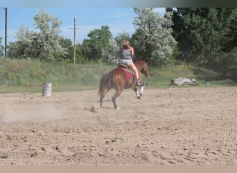 American Quarter Horse, Ruin, 12 Jaar, 160 cm, Roodbruin