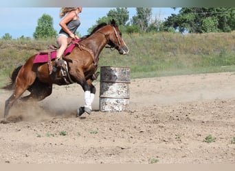American Quarter Horse, Ruin, 12 Jaar, 160 cm, Roodbruin