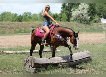 American Quarter Horse, Ruin, 12 Jaar, 160 cm, Roodbruin