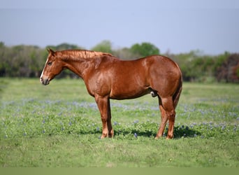 American Quarter Horse, Ruin, 12 Jaar, 160 cm, Roodvos
