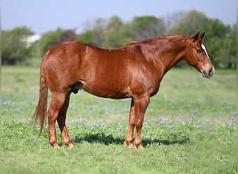 American Quarter Horse, Ruin, 12 Jaar, 160 cm, Roodvos