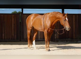 American Quarter Horse, Ruin, 12 Jaar, 160 cm, Roodvos