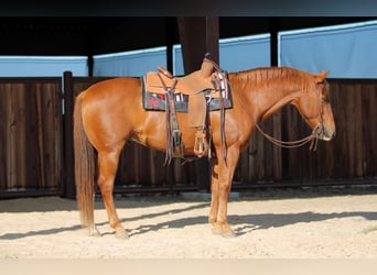 American Quarter Horse, Ruin, 12 Jaar, 160 cm, Roodvos