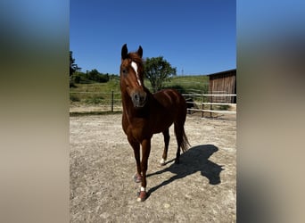 American Quarter Horse, Ruin, 12 Jaar, 160 cm, Vos