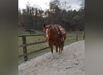 American Quarter Horse, Ruin, 12 Jaar, 160 cm, Vos