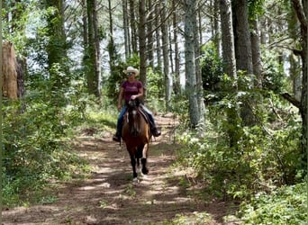 American Quarter Horse, Ruin, 12 Jaar, 163 cm, Buckskin