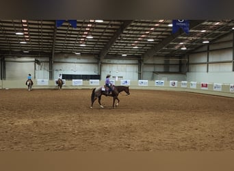 American Quarter Horse, Ruin, 12 Jaar, 163 cm, Roan-Red