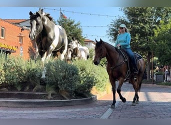 American Quarter Horse, Ruin, 12 Jaar, 163 cm, Roodbruin