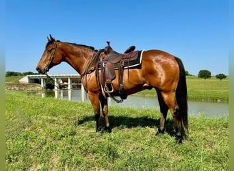 American Quarter Horse, Ruin, 12 Jaar, 163 cm, Roodbruin