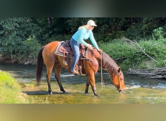 American Quarter Horse, Ruin, 12 Jaar, 163 cm, Roodbruin