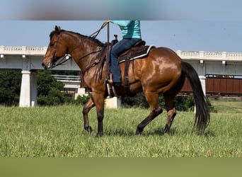 American Quarter Horse, Ruin, 12 Jaar, 163 cm, Roodbruin