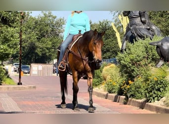 American Quarter Horse, Ruin, 12 Jaar, 163 cm, Roodbruin