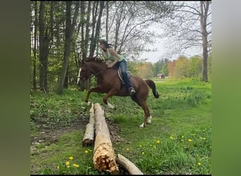 American Quarter Horse, Ruin, 12 Jaar, 163 cm, Roodvos