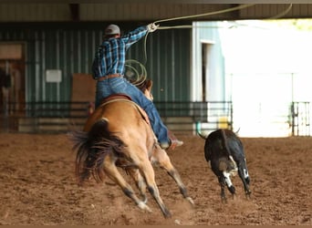 American Quarter Horse, Ruin, 12 Jaar, 168 cm, Buckskin