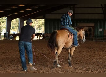 American Quarter Horse, Ruin, 12 Jaar, 168 cm, Buckskin