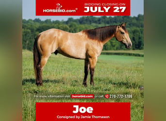 American Quarter Horse, Ruin, 12 Jaar, Buckskin