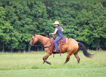 American Quarter Horse, Ruin, 12 Jaar, Buckskin