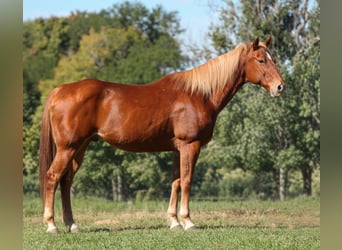 American Quarter Horse, Ruin, 12 Jaar, Donkere-vos