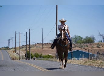 American Quarter Horse, Ruin, 12 Jaar, Donkere-vos