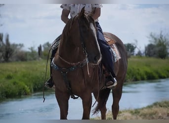 American Quarter Horse, Ruin, 12 Jaar, Donkere-vos