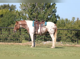 American Quarter Horse, Ruin, 12 Jaar, Gevlekt-paard