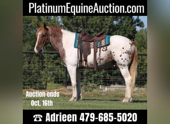 American Quarter Horse, Ruin, 12 Jaar, Gevlekt-paard