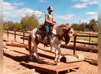 American Quarter Horse, Ruin, 12 Jaar, Gevlekt-paard