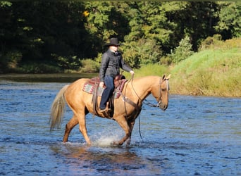 American Quarter Horse, Ruin, 12 Jaar, Palomino
