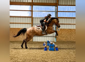 American Quarter Horse, Ruin, 12 Jaar, Roan-Bay