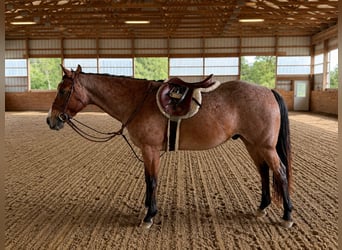 American Quarter Horse, Ruin, 12 Jaar, Roan-Bay