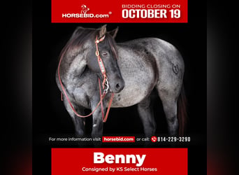 American Quarter Horse, Ruin, 12 Jaar, Roan-Blue