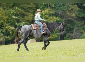 American Quarter Horse, Ruin, 12 Jaar, Roan-Blue