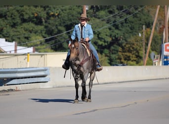 American Quarter Horse, Ruin, 12 Jaar, Roan-Blue