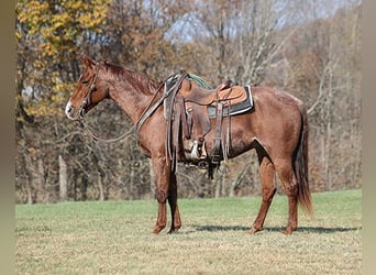 American Quarter Horse, Ruin, 12 Jaar, Roan-Red