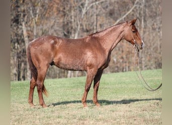 American Quarter Horse, Ruin, 12 Jaar, Roan-Red