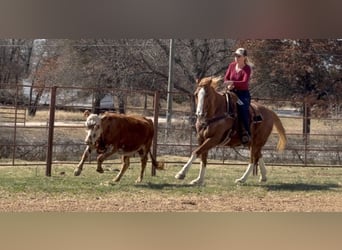 American Quarter Horse, Ruin, 12 Jaar, Roodvos