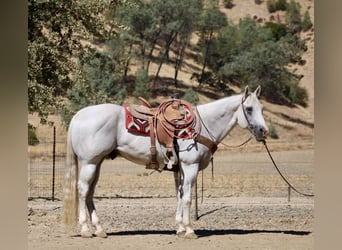 American Quarter Horse, Ruin, 12 Jaar, Schimmel