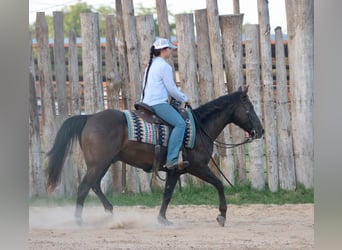 American Quarter Horse, Ruin, 12 Jaar, Zwart