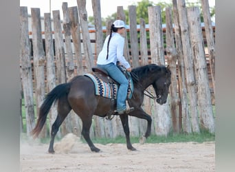 American Quarter Horse, Ruin, 12 Jaar, Zwart