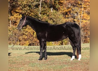 American Quarter Horse, Ruin, 12 Jaar, Zwart