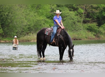 American Quarter Horse, Ruin, 12 Jaar, Zwart