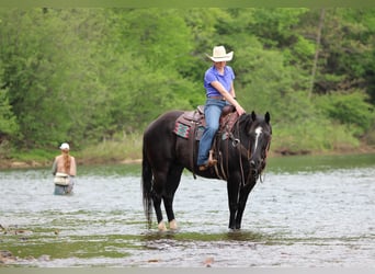 American Quarter Horse, Ruin, 12 Jaar, Zwart