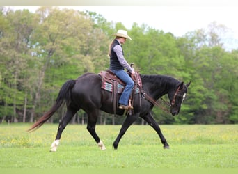 American Quarter Horse, Ruin, 12 Jaar, Zwart