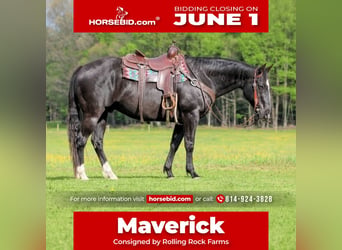 American Quarter Horse, Ruin, 12 Jaar, Zwart
