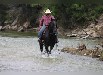 American Quarter Horse, Ruin, 12 Jaar, Zwart