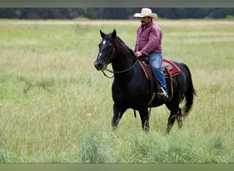 American Quarter Horse, Ruin, 12 Jaar, Zwart