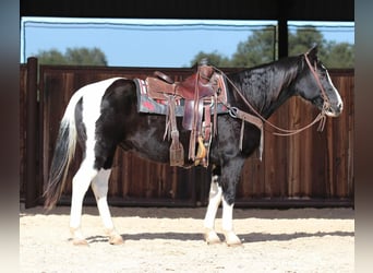 American Quarter Horse, Ruin, 12 Jaar, Zwart