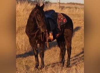 American Quarter Horse, Ruin, 12 Jaar, Zwart