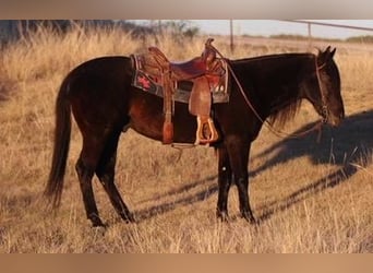 American Quarter Horse, Ruin, 12 Jaar, Zwart